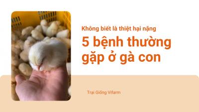 5 bệnh thường gặp ở gà con, cảnh cáo thiệt hại nặng