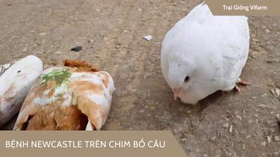 Bệnh newcastle ở chim bồ câu