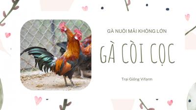 Gà còi cọc chậm lớn, nguyên nhân và cách khắc phục