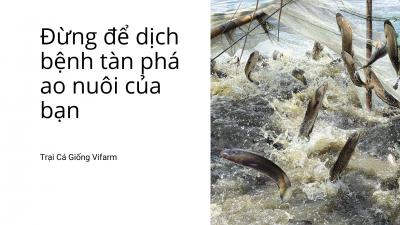 Hướng dẫn chi tiết phòng chống bệnh trong chăn nuôi thủy sản