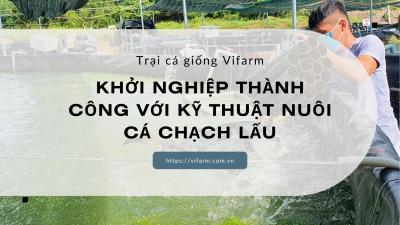Khởi nghiệp thành công với kỹ thuật nuôi cá chạch lấu
