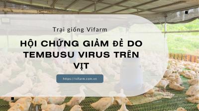 Nhận biết và biện pháp phòng hội chứng giảm đẻ trên vịt