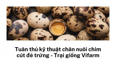 Tuân thủ kỹ thuật chăn nuôi chim cút đẻ trứng